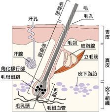 ritumoukin-1.jpg